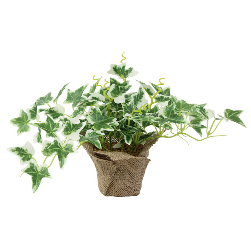 楽天市場 観葉植物 ディスプレイ 造花 ミニポットオランダアイビー ゴールドスター