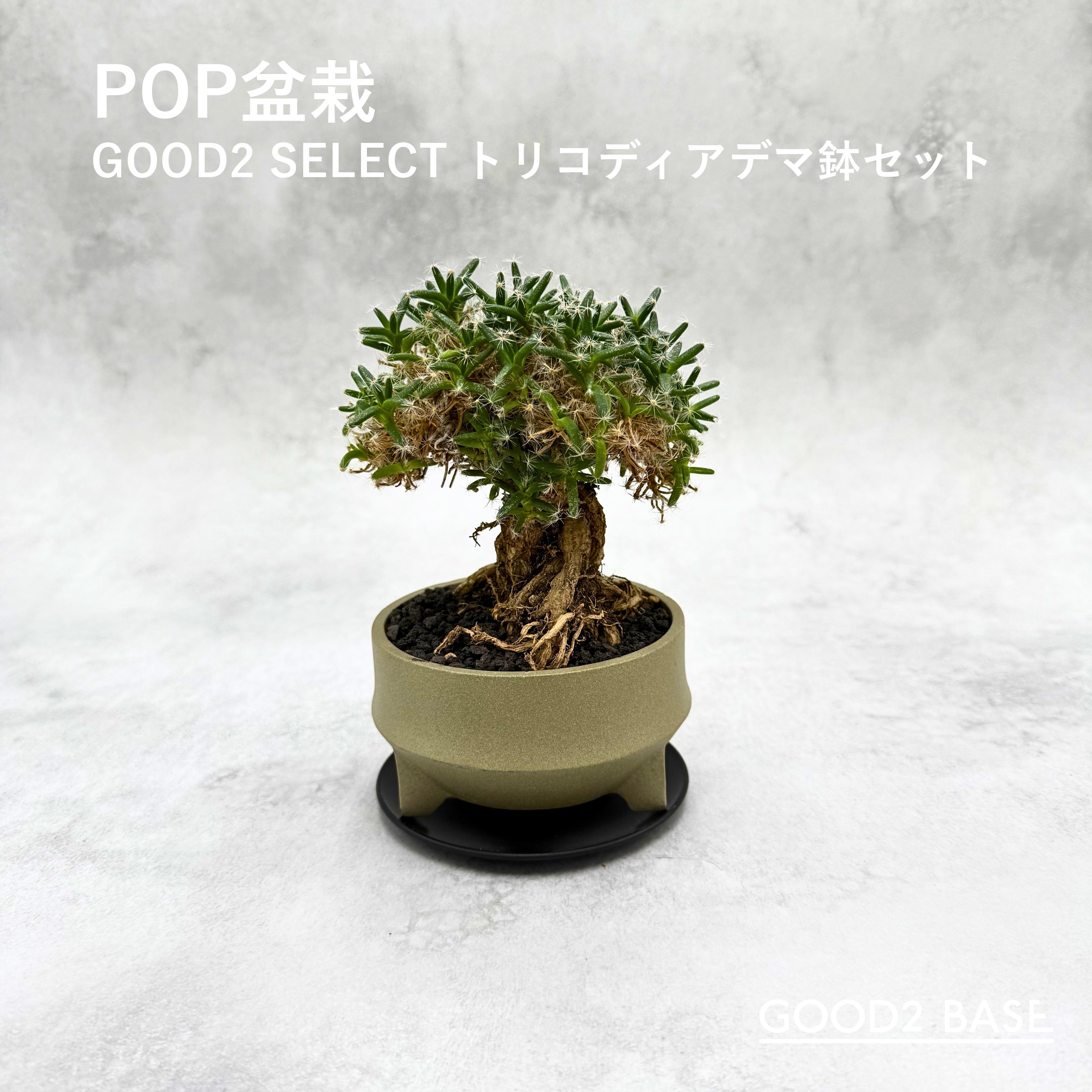 POP盆栽 トリコディアデマD 鉢セット 観葉植物 GOOD2SELECT｜GOOD2 BASE　店