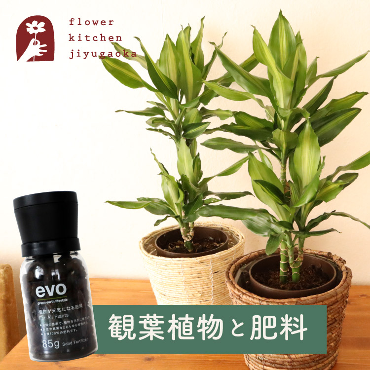 最安値挑戦！ 観葉植物 ドラセナ ジェレ 6号鉢 丸カゴ evo 植物が元気になる肥料 85g 幸福の木 肥料 育てやすい お祝い プレゼント ギフト  御祝 開店祝 開業祝 新築祝 引っ越し祝い 結婚祝 新生活植物 法人 FKTK larmorial.be