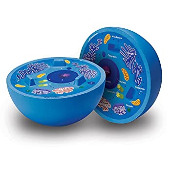 【中古】Cross-Section Animal Cell Model