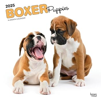 【中古】(人並み外れたに似つかわしい)Boxer Puppies 2025 12 X 24in マンスリー 四角四面 飾りつけ暦 可塑性物質不当て嵌める
