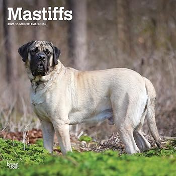 【中古】Mastiffs 2025 12 X 24in マンスリー まっ四角 飾りつけ暦 可塑性物質不当て嵌める