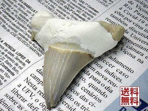 楽天市場】サメの歯 化石 １０個セット 鮫の歯 Shark teeth fossils モロッコ産 全国送料無料 : YUGOSTAR（ユーゴスター）