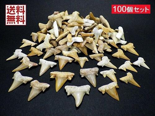 サメの歯 化石  １００個セット 鮫の歯 Shark teeth fossils モロッコ産 卸し 業務用 全国送料無料
