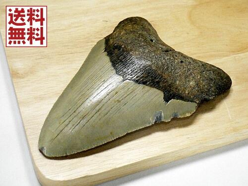 メガロドン サメの歯 化石 １００ｍｍ 重さ１３５ｇ 高品位 メガロドンの歯 鮫 鉱物 原石 古代鮫 Carcharodon megalodon 送料無料