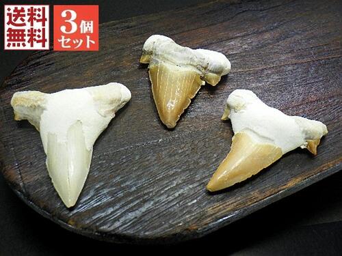 楽天市場】サメの歯 化石 10個セット 鮫の歯 Shark teeth