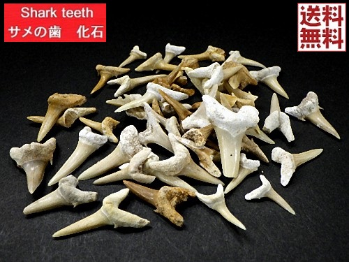 楽天市場】サメの歯 化石 １０個セット 鮫の歯 Shark teeth fossils