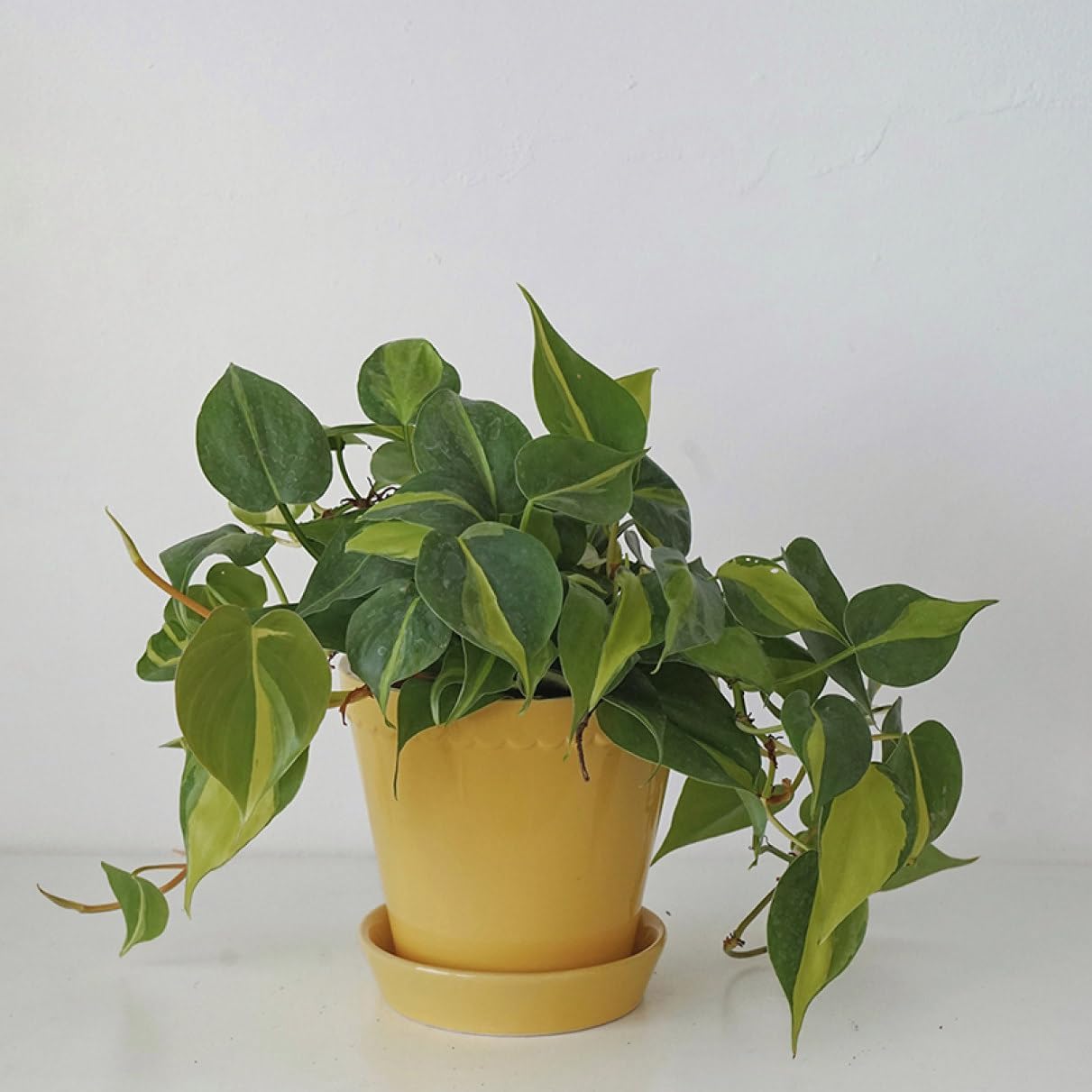 インテリア鉢 植木鉢 シンプル 小型植木鉢 ベーシック プラントポット 穴付き 屋内植木鉢 アンティーク 陶磁器 室内用プランター 多肉植物容器 20*20cm プランター ホーム 屋内 オフィス イ