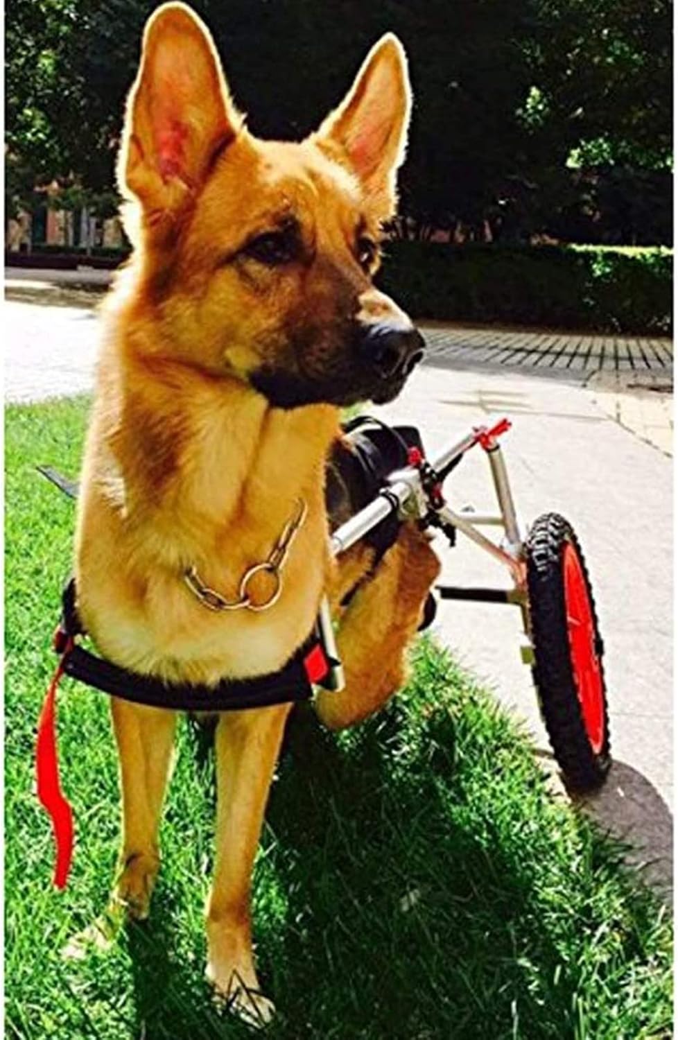 大型犬用ペット用車椅子、後ろ足用のアップグレードされた犬用車輪、ペット用車椅子ベビーカー犬用車椅子後ろ足リハビリテーション、障害のある犬を助ける2つの車輪