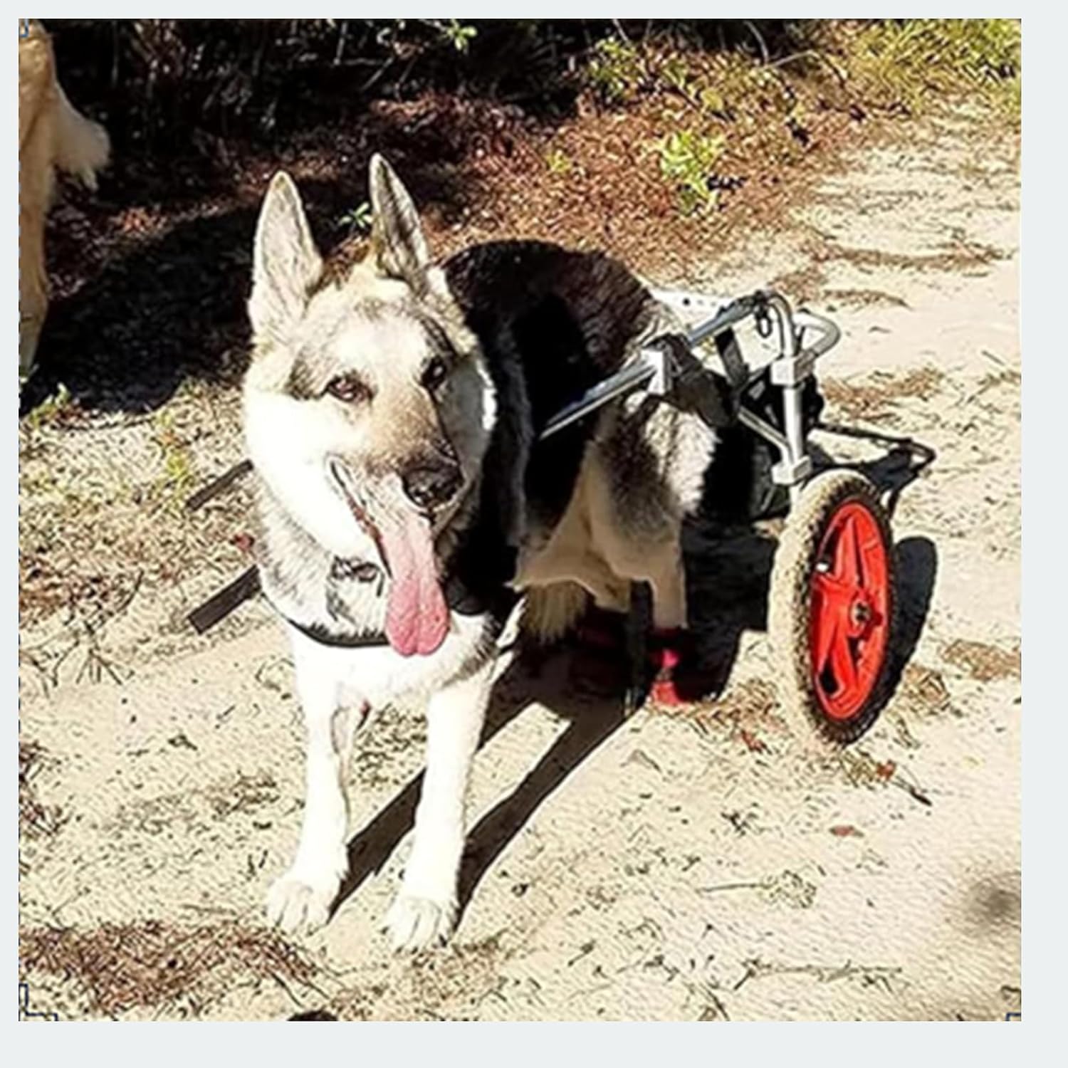 犬用後足車椅子、調節可能なペットリハビリテーションウォーカー、ペット用車椅子ウォーカー、大型犬に最適、赤｜GOTO funny 店