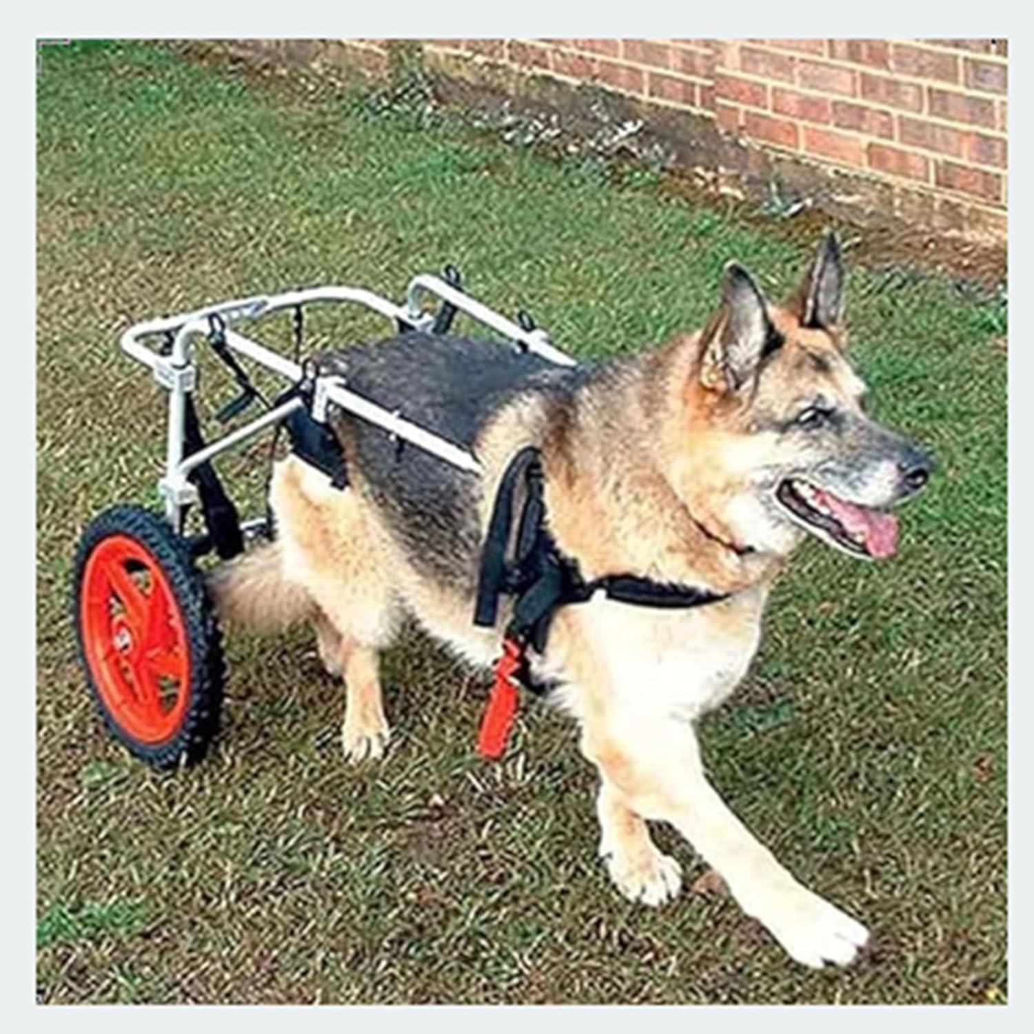バイクトレーラー 柔らかくて快適な後ろ足リハビリテーション 軽量 2輪 アクティブ 調節可能 犬用車椅子 ペット 犬 猫 ウサギ用 (サイズ: L、XL)