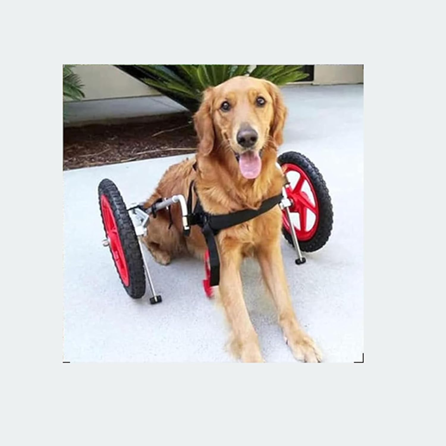 大型犬用後脚ホイール付き調節可能な犬用車椅子、補助カート脚リハビリ軽量ペットウォーキングツール(L、XL)
