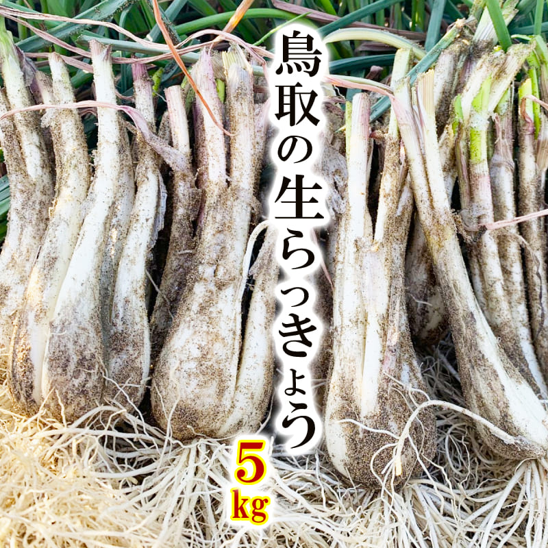 即納送料無料! らっきょう 鳥取産 5kg予約 生らっきょう 鳥取県産 国産