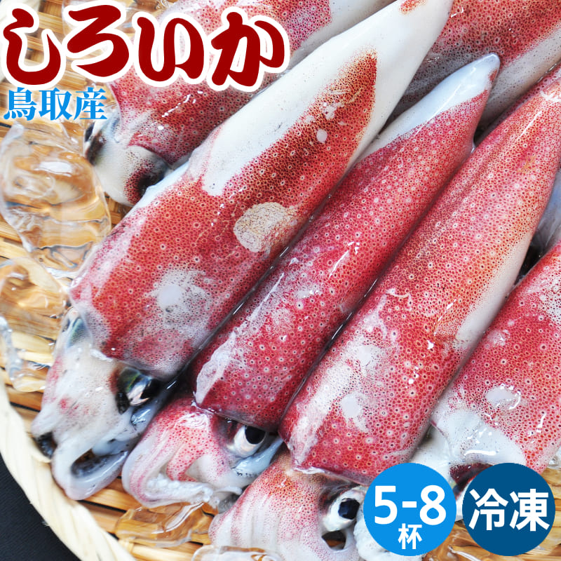 【送料無料】白いか 鳥取 5-8杯 1kg ケンサキイカ 冷凍 しろいか 鳥取産 山陰 日本海 剣先イカ 天然 高級 シロイカ 白イカ 旬 中村商店 濃厚な甘み旨味鳥取白いか プレゼント ギフト 天ぷら 煮物 揚げ物