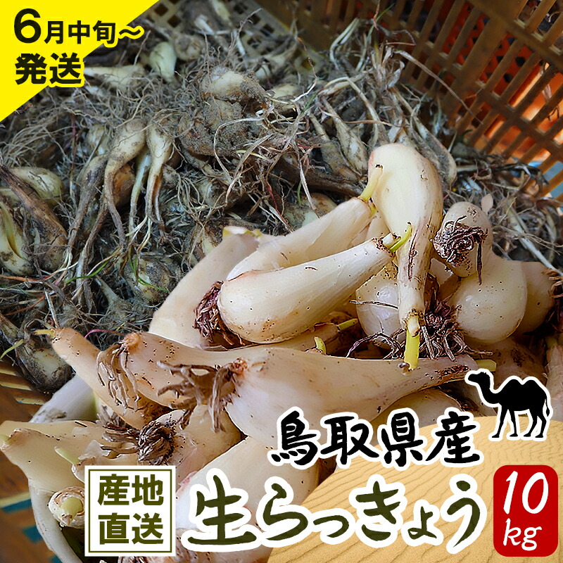 楽天市場】土らっきょう ”鳥取産 砂丘らっきょう” 秀品 Lサイズ