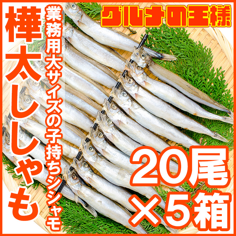 貨物輸送無料 子持ちししゃも 子持ちから巧まずしてししゃも 太いサイズ 1桟敷テイル 5箱 勤め目的 ししゃも シシャモ 樺太シシャモ カラフト シシャモ ノルウェー王国産む 子持ちししゃも 柳葉魚肉 Ca 焼魚 戴く小魚 酒類の肴 築地証券業界 豊洲市場 豊洲市場 贈呈品 Rn