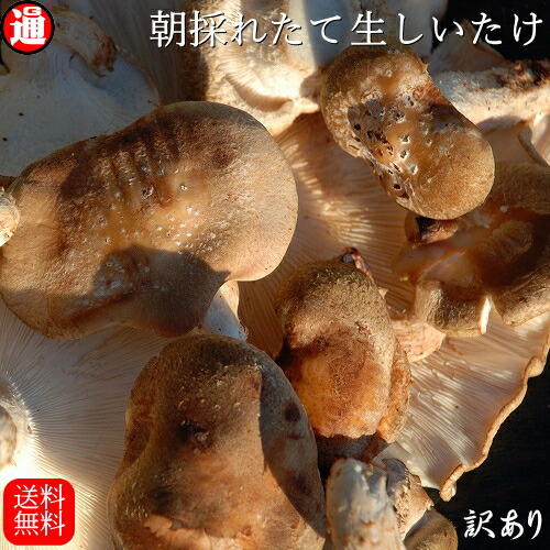 <br>送料無料【生しいたけ】【訳あり】 5kg(500g×10)<br>味は一級品<br> 朝採れたて<br>菌床栽培青森県産<br> しいたけ シイタケ 椎茸 生椎茸 きのこ キノコ 茸 国産しいたけ グルメ 業務用しいたけ 野菜 新鮮 野菜【生シイタケ】