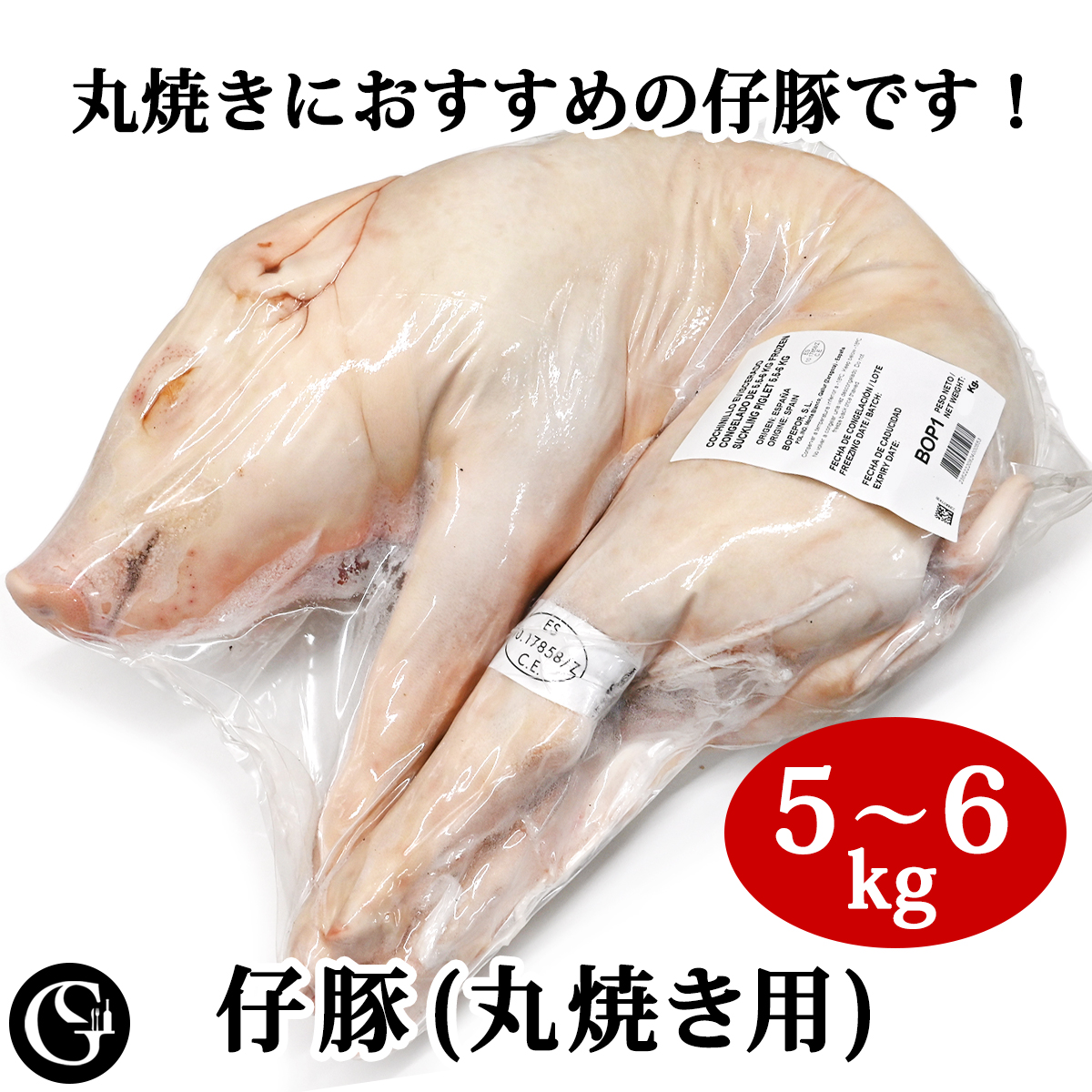 楽天市場】仔豚 丸焼き用 （コチニージョ 5～6kg） 子豚の丸焼きに