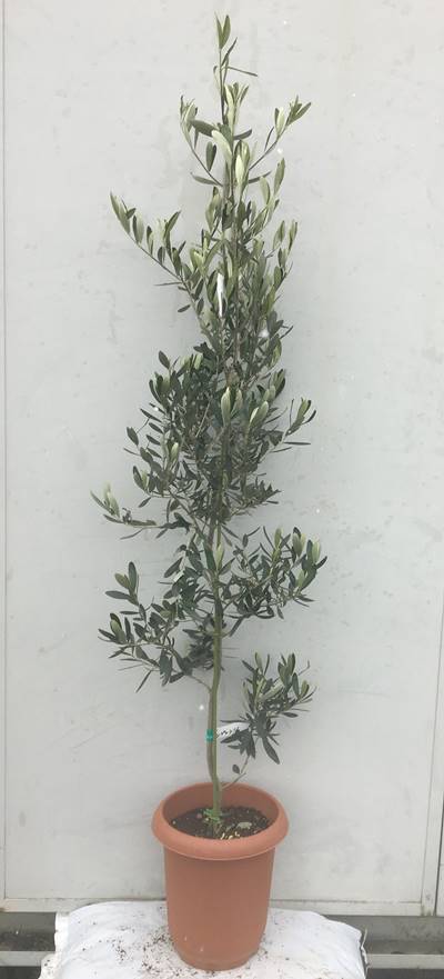 楽天市場 現品発送 送料無料 オリーブの木 シプレシーノ 樹高1 3m 根鉢含まず 15 鉢植え 苗木 シンボルツリー 庭木 植木 常緑樹 祝い 記念樹 チプレシーノ チプレッシーノ シプレチーノ シプレッチーノ 北海道 沖縄 離島は別途送料が必要 ガーデンプラス