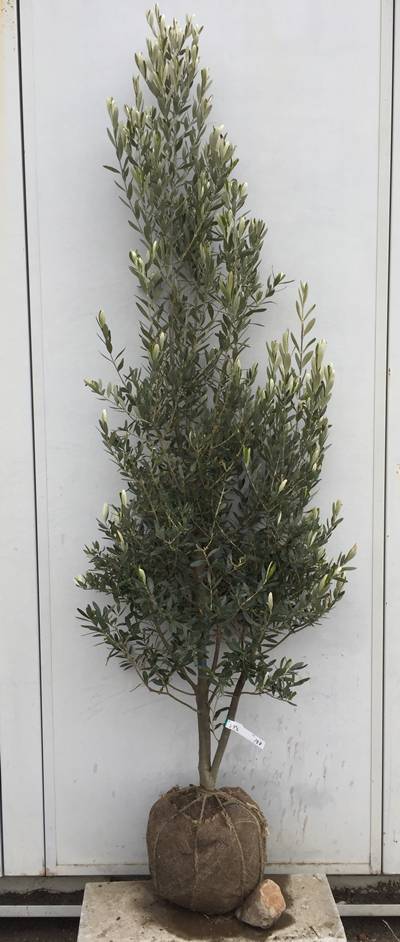 【オリーブ チプレシーノ】約7号 高さ約93cm 鉢ごと発送 送料込み 樹木仕立 楽天市場】［生産者直送］オリーブ シプレシーノ シプレッシーノ