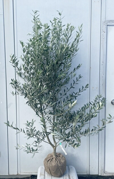 楽天市場】［生産者直送］オリーブ シプレシーノ シプレッシーノ 樹高