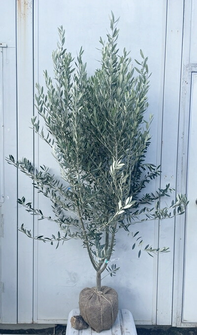 楽天市場】［生産者直送］オリーブ シプレシーノ シプレッシーノ 樹高