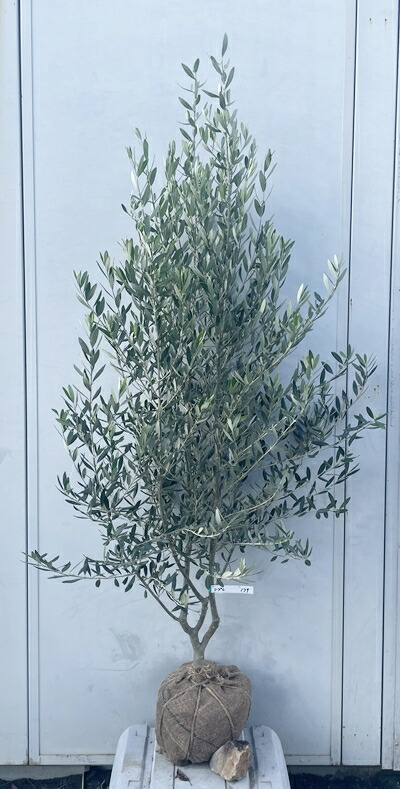 楽天市場】［生産者直送］オリーブ シプレシーノ シプレッシーノ