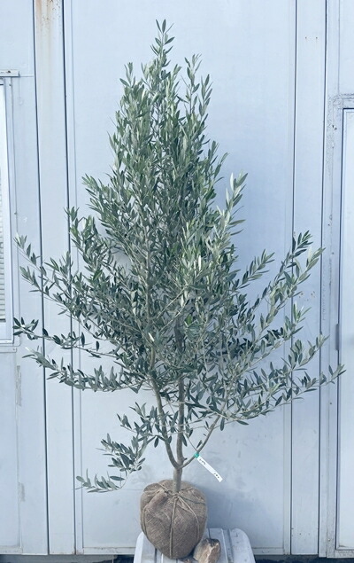 楽天市場】［生産者直送］オリーブ シプレシーノ シプレッシーノ 樹高