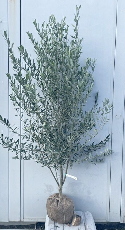 楽天市場】［生産者直送］オリーブ シプレシーノ シプレッシーノ 樹高