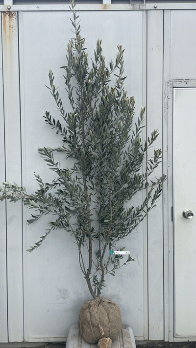 楽天市場】［生産者直送］オリーブ シプレシーノ シプレッシーノ 樹高