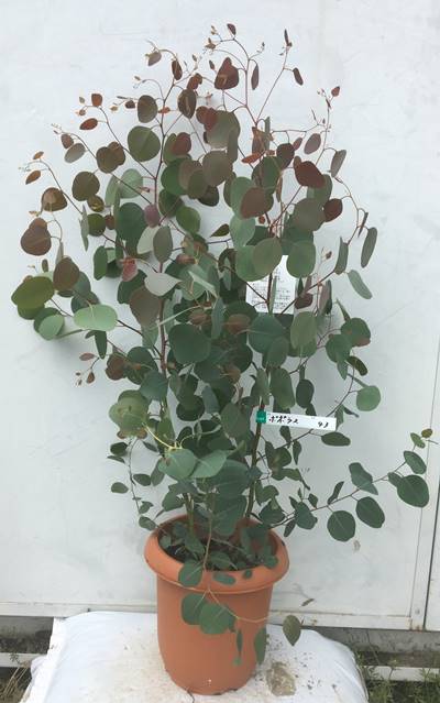 楽天市場 現品発送 送料無料 ユーカリ ポポラス 株立ち 樹高0 8ｍ 鉢含まず 43 鉢 鉢植え 苗木 植木 庭木 常緑樹 インテリア 新築祝い ギフト シンボルツリー 北海道 東北 離島は別途送料が必要 ガーデンプラス