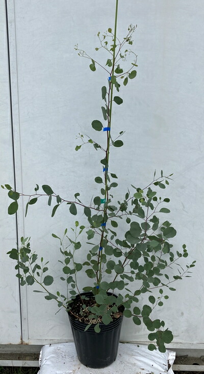 現品発送 送料無料 ユーカリ ポポラス 樹高1 2 鉢含まず 73 鉢 鉢植え 苗木 植木 庭木 常緑樹 インテリア 新築祝い ギフト シンボルツリー 北海道 東北 離島は別途送料が必要 Bariflolabs Com