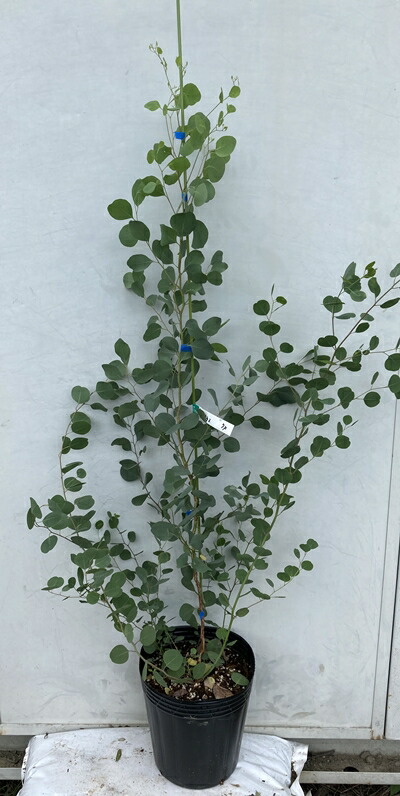 現品発送 送料無料 ユーカリ ポポラス 樹高1 2 鉢含まず 74 鉢 鉢植え 苗木 植木 庭木 常緑樹 インテリア 新築祝い ギフト シンボルツリー 北海道 東北 離島は別途送料が必要 Lojascarrossel Com Br