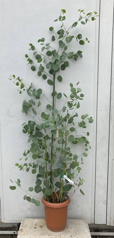 現品発送 ユーカリ ポポラス 樹高1 6ｍ 根鉢含まず 102 送料無料 北海道 東北 離島は別途送料が必要 鉢 鉢植え 苗木 植木 庭木 常緑樹 インテリア 新築祝い ギフト シンボルツリー メール便なら送料無料