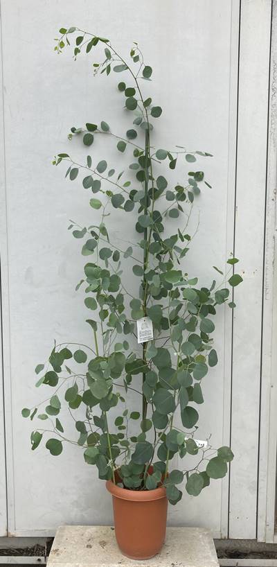 現品発送 ユーカリ ポポラス 樹高1 6ｍ 根鉢含まず 103 送料無料 北海道 東北