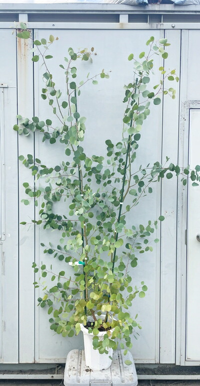 ユーカリ ポポラス苗 大型 200㎝❗ 10号 特選最優良株 ❗シルバーリーフ ユーカリ ポポラス苗 大型 200㎝❗ 10号 特選最優良株