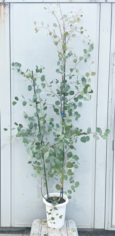 楽天市場】《現品発送・送料無料》 ユーカリ・グニー 樹高2.0m（鉢