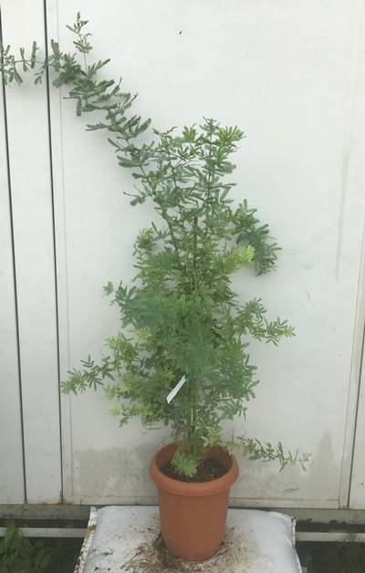 樹高1 2m 鉢含まず 26 植木 鉢 鉢植え 苗木 植木 庭木 常緑樹 インテリア 新築祝い ギフト シンボルツリー 北海道 東北 離島は別途送料が必要 ガーデンプラス ミモザアカシア 人気ナンバー1の銀葉アカシア 黄色いポンポンの花がお庭を明るくしてくれます 苗木 樹高1 2m 鉢含まず 26 植木 鉢 鉢植え 苗木 植木 庭木 常緑樹 インテリア 新築祝い ギフト シンボルツリー 北海道 東北 離島は別途送料が必要 ガーデンプラス ミモザアカシア 人気ナンバー1の銀葉アカシア 黄色いポンポンの花がお庭を明るくしてくれます 苗木