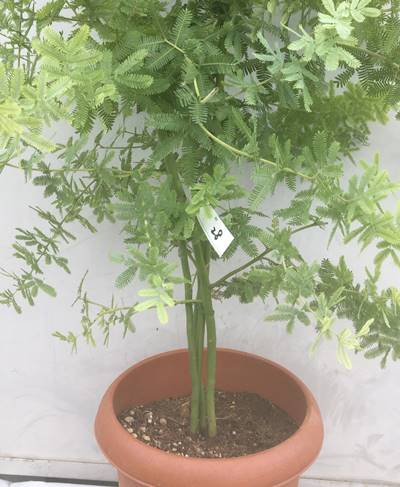 鉢 鉢植え 苗木 植木 庭木 常緑樹 インテリア 新築祝い ギフト シンボルツリー 人気ナンバー1の銀葉アカシア 黄色いポンポンの花がお庭を明るくしてくれます 現品発送 送料無料 ミモザアカシア 苗木 樹高1 2m 鉢含まず 28 植木 北海道 東北 離島は別途送料が 鉢 鉢植え 苗木 植木 庭木 常緑樹 インテリア 新築祝い ギフト シンボルツリー 人気ナンバー1の銀葉アカシア 黄色いポンポンの花がお庭を明るくしてくれます 現品発送 送料無料 ミモザアカシア 苗木 樹高1 2m 鉢含まず 28 植木 北海道 東北 離島は別途送料が
