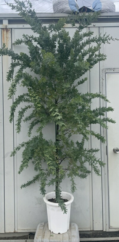 楽天市場】【現品発送】ミモザアカシア 苗木 8号 A121 樹高1.5m : 千草園芸