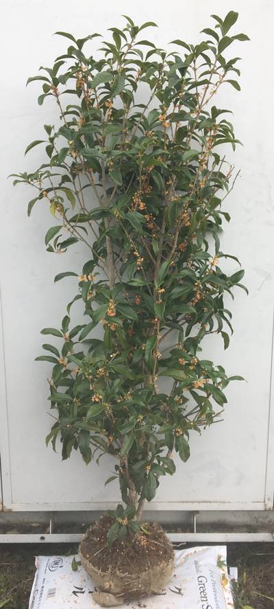 楽天市場 選べる現品 キンモクセイ 金木犀 1 8m P3 千草園芸