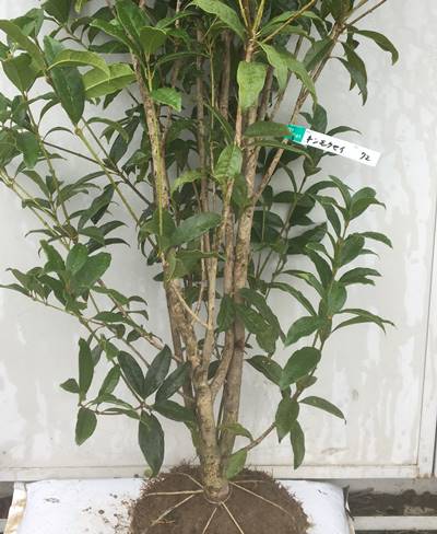 秋にオレンジ色の花を咲かせ優しく薫る甘いかおりが特徴 現品発送 送料無料 キンモクセイ 植木 樹高1 7ｍ 根鉢含まず 72 金木犀 きんもくせい 生垣 苗木 植木 苗 庭木 生け垣 シンボルツリー 常緑樹 苗木ギフト 記念樹 北海道 東北 離島は別途送料が必要