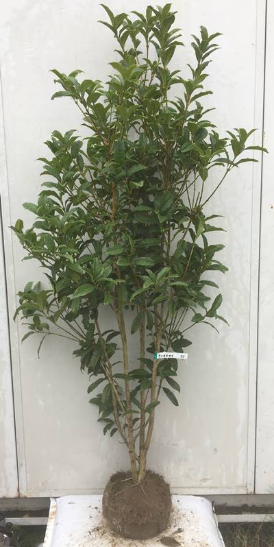 北海道 東北 離島は別途送料が必要 ガーデンプラス 植木 金木犀 きんもくせい 生垣 苗木 植木 苗 庭木 生け垣 シンボルツリー 常緑樹 苗木ギフト 記念樹 現品発送 送料無料 キンモクセイ 樹高1 6ｍ 根鉢含まず 75 秋にオレンジ色の花を咲かせ優しく薫る甘い