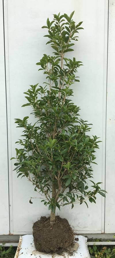 現品発送 送料無料 ガーデニング 農業 四季咲きモクセイ 秋だけでなく真夏 真冬以外の一年中何度か白い花を咲かせます 植木 四季咲きモクセイ 樹高1 8ｍ 根鉢含まず 12 北海道 東北 離島は別途送料が必要 白花 四季咲木犀 四季咲モクセイ シキザキモクセイ 生垣