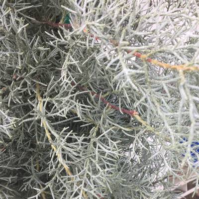 シルバーブルーの美しい葉が特徴のコニファー 植木 現品発送 送料無料 コニファ ブルーアイス 樹高1 7m 根鉢含まず 05 苗木 植木 庭木 常緑樹 針葉樹 目隠し 垣根 生垣 ガーデニング シンボルツリー アリゾナイトスギ シルバーブルー 北海道 東北 離島は別途 シルバーブルーの美しい葉が特徴のコニファー 植木 現品発送 送料無料 コニファ ブルーアイス 樹高1 7m 根鉢含まず 05 苗木 植木 庭木 常緑樹 針葉樹 目隠し 垣根 生垣 ガーデニング シンボルツリー アリゾナイトスギ シルバーブルー 北海道 東北 離島は別途