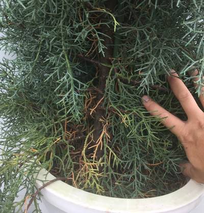 シルバーブルーの美しい葉が特徴のコニファー 植木 現品発送 送料無料 コニファ ブルーアイス 樹高1 7m 根鉢含まず 05 苗木 植木 庭木 常緑樹 針葉樹 目隠し 垣根 生垣 ガーデニング シンボルツリー アリゾナイトスギ シルバーブルー 北海道 東北 離島は別途 シルバーブルーの美しい葉が特徴のコニファー 植木 現品発送 送料無料 コニファ ブルーアイス 樹高1 7m 根鉢含まず 05 苗木 植木 庭木 常緑樹 針葉樹 目隠し 垣根 生垣 ガーデニング シンボルツリー アリゾナイトスギ シルバーブルー 北海道 東北 離島は別途