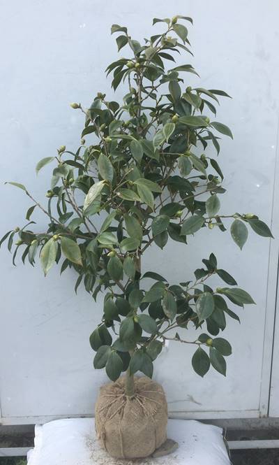 八重蓮華咲きの大輪 現品発送 送料無料 ツバキ 春の台 ハルノウテナ 樹高1 0ｍ 根鉢含まず 02 椿 苗木 植木 植木 花木 庭木 シンボルツリー 生垣 目隠し 常緑樹 高木 鉢植 北海道 沖縄 離島は別途送料が必要 ガーデンプラス