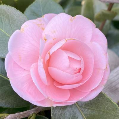 楽天市場】【現品発送】椿（ツバキ） 紅乙女椿（コウオトメツバキ