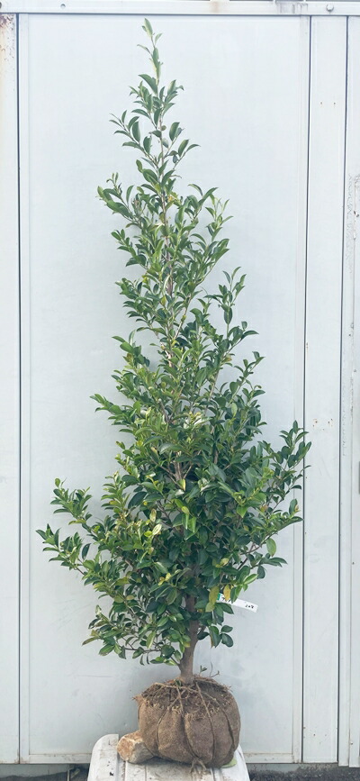 楽天市場】現品発送 榊（サカキ）樹高1.6m（根鉢含まず）199 送料無料