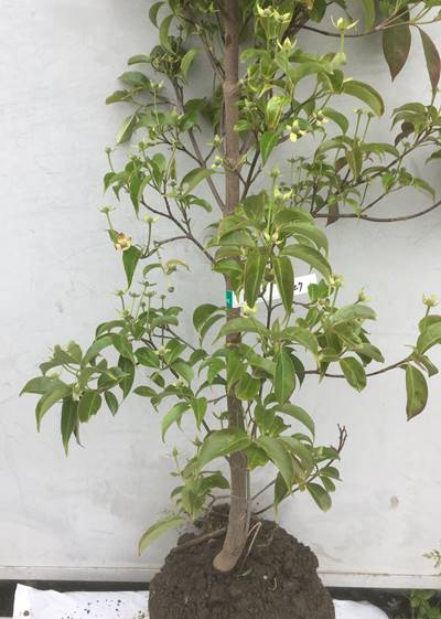 やまぼうし 苗木 植木 苗 庭木 生け垣 花を楽しむ木 実を楽しむ木 シンボルツリー ガーデニング 農業 花と紅葉が楽しめるうえに実も食べられる花木 現品発送 送料無料 常緑山法師 月光 ジョウリョクヤマボウシ ゲッコウ 樹高1 5m 根鉢含まず 27 植木 北海道 やまぼうし 苗木 植木 苗 庭木 生け垣 花を楽しむ木 実を楽しむ木 シンボルツリー ガーデニング 農業 花と紅葉が楽しめるうえに実も食べられる花木 現品発送 送料無料 常緑山法師 月光 ジョウリョクヤマボウシ ゲッコウ 樹高1 5m 根鉢含まず 27 植木 北海道